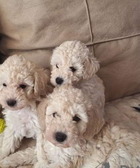 Собаки в Москве: Милые малыши Мальчик, 80 000 руб. - фото 2