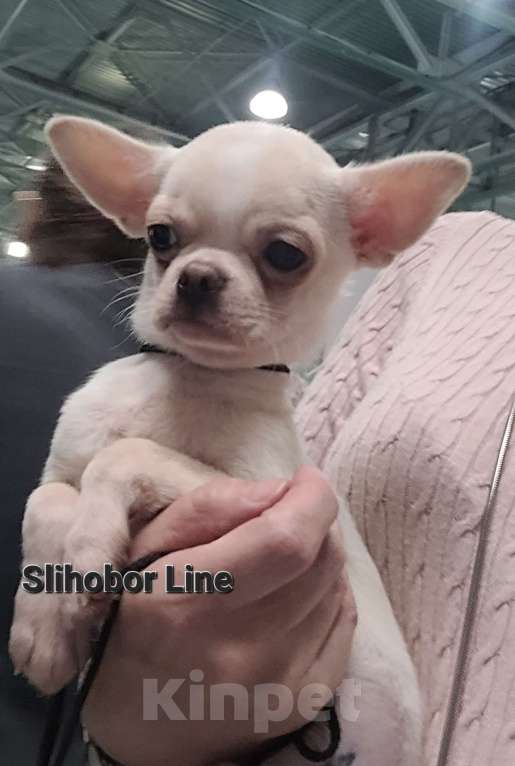 Собаки в Москве: Шикарный Чихуахуа мальчик Мальчик, Бесплатно - фото 3