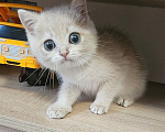 Кошки в Твери: Клубный котенок Мальчик, Бесплатно - фото 1