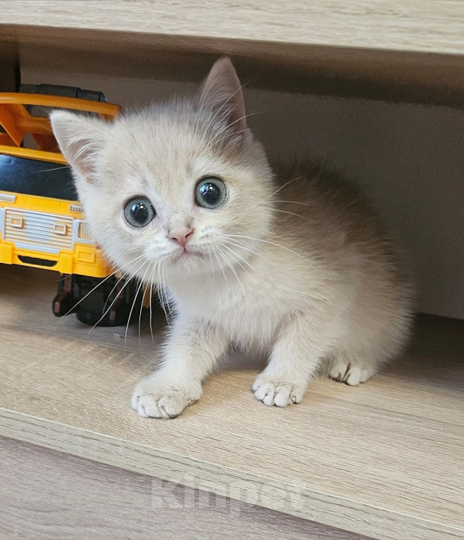 Кошки в Твери: Клубный котенок Мальчик, Бесплатно - фото 1