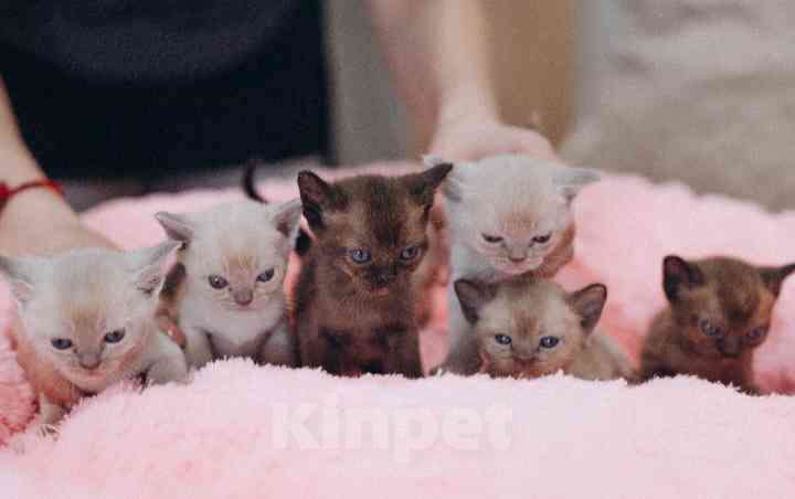 Кошки в Москве: Котята Европейской Бурмы  Девочка, 60 000 руб. - фото 2