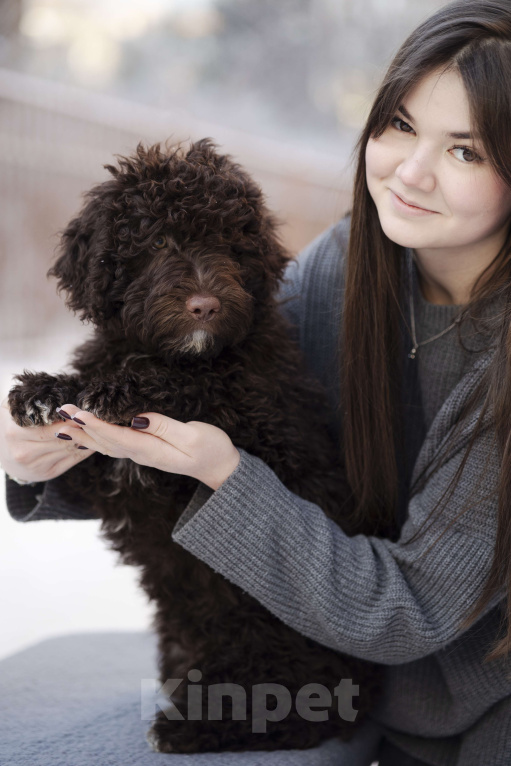 Собаки в Санкт-Петербурге: ИСПАНСКАЯ ВОДЯНАЯ ШОКОЛАД Мальчик, 200 000 руб. - фото 2