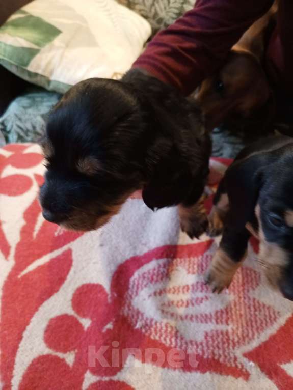 Собаки в Санкт-Петербурге: Щенок карликовой таксы короткощерстной, мальчик. Мальчик, 15 000 руб. - фото 1