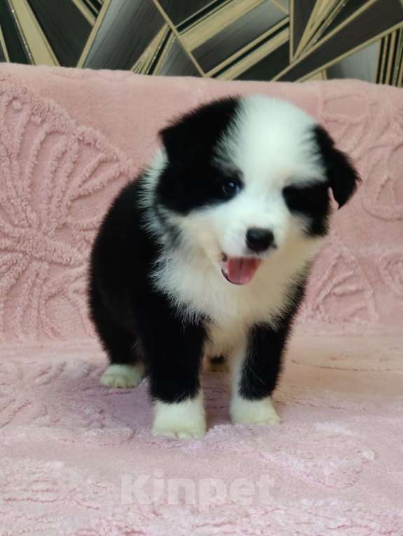 Собаки в других городах Приморского края: Малыш бордер колли Мальчик, Бесплатно - фото 5