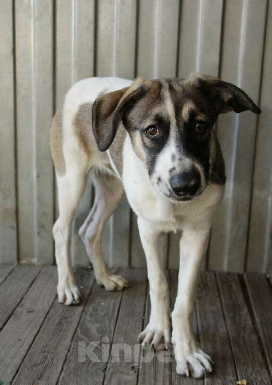 Собаки в Санкт-Петербурге: Белая леди - нежная, добрая собака-подросток Девочка, Бесплатно - фото 5