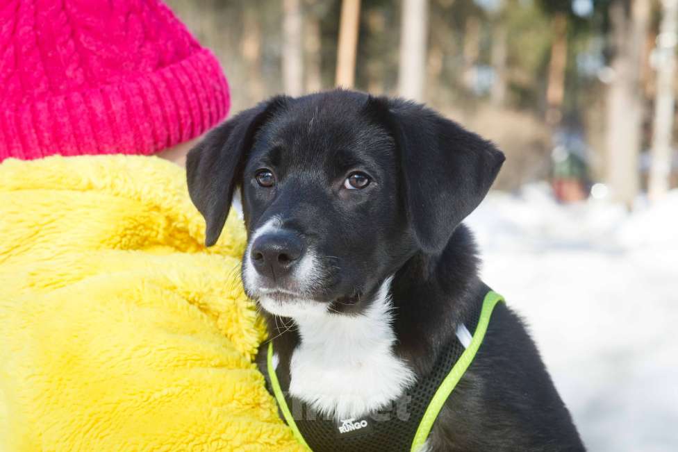 Собаки в Москве: Английский пойнтер щенок мальчик Мальчик, 22 руб. - фото 5