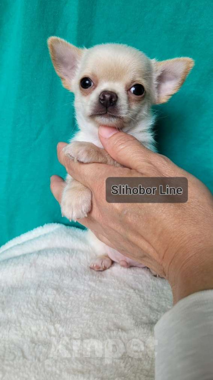 Собаки в Москве: Чихуахуа щенок  Мальчик, Бесплатно - фото 2