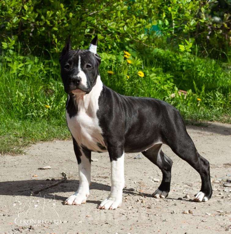 Собаки в других городах Московской области: Чёрная девочка амстафф Девочка, 60 000 руб. - фото 7