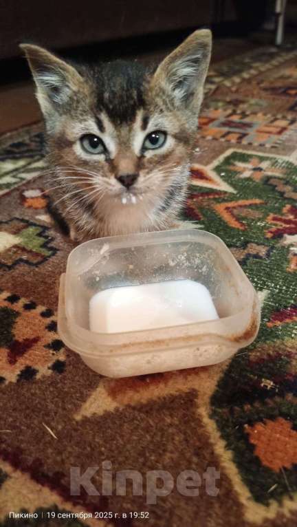 Кошки в Москве: Чудесный котёнок в добрые руки Девочка, Бесплатно - фото 2