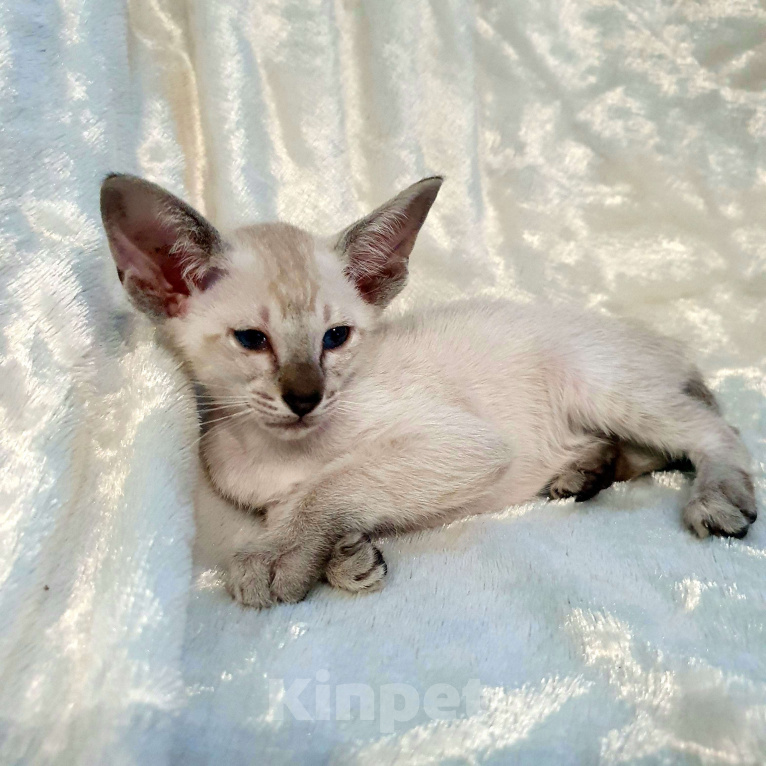 Кошки в Ковровом: ориентальные котята Девочка, 30 000 руб. - фото 5