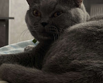 Кошки в Краснодаре: Срочно отдам кота в добрые руки  Мальчик, 2 000 руб. - фото 1