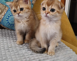 Кошки в Санкт-Петербурге: Шотландские котята Мальчик, 25 000 руб. - фото 1