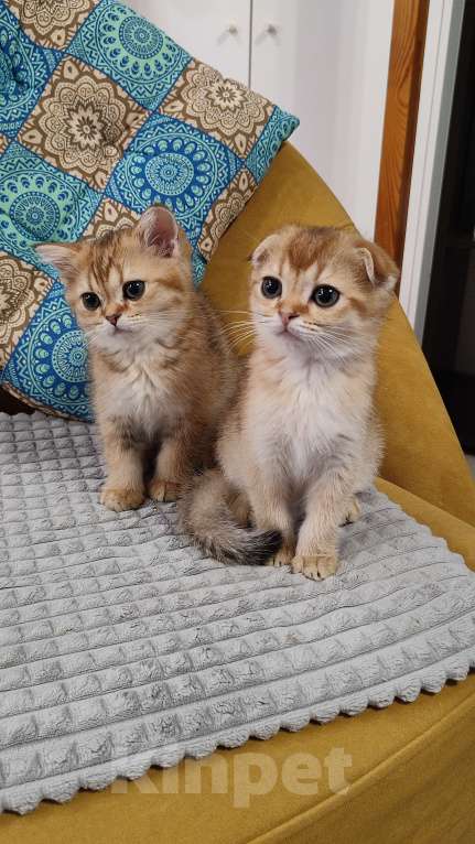 Кошки в Санкт-Петербурге: Шотландские котята Мальчик, 25 000 руб. - фото 1