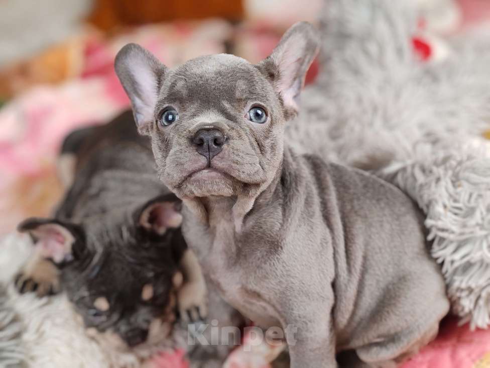 Собаки в Санкт-Петербурге: Шикарный лиловый мальчик  Девочка, 80 000 руб. - фото 4