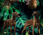 Собаки в Кумертау: Щенок родезийского риджбека Девочка, 90 000 руб. - фото 6