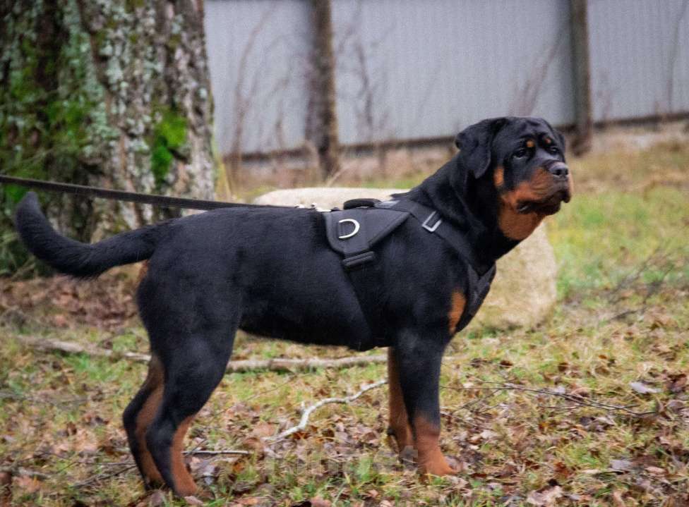 Собаки в Смоленске: Звезда Давида Букля Девочка, 120 000 руб. - фото 3