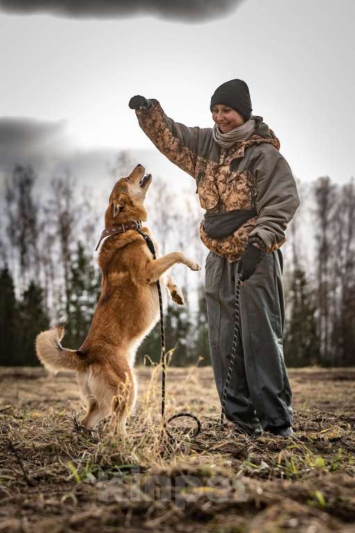 Собаки в Клине: Рико — пёс, созданный для людей Мальчик, Бесплатно - фото 6