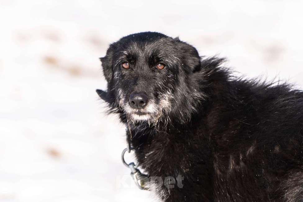 Собаки в Клине: Веста — добродушная собачка Девочка, Бесплатно - фото 5
