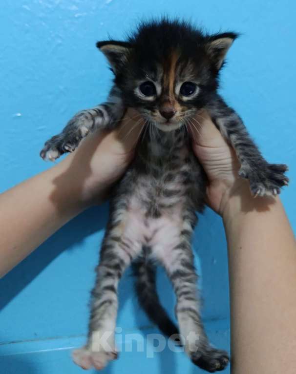 Кошки в Пролетарске: Бронь котят Мейн-Кунят  Мальчик, 12 000 руб. - фото 5