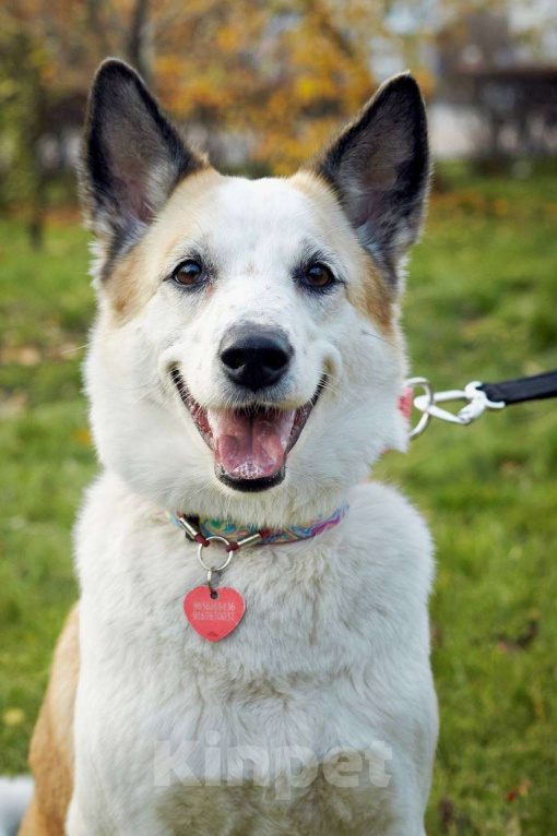 Собаки в Москве: Веселая Берта ищет дом Девочка, Бесплатно - фото 1