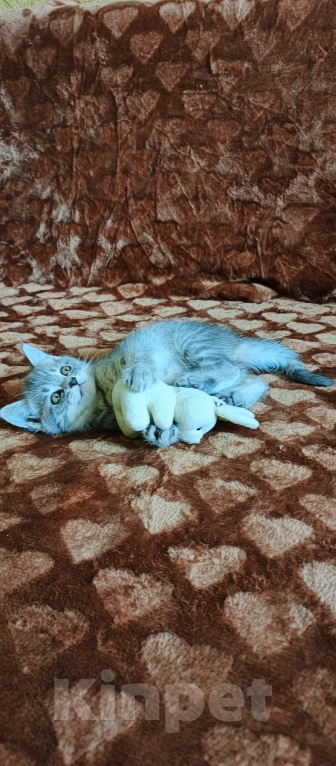 Кошки в Севастополе: Шотландский прямоухий котёнок Девочка, 13 000 руб. - фото 2