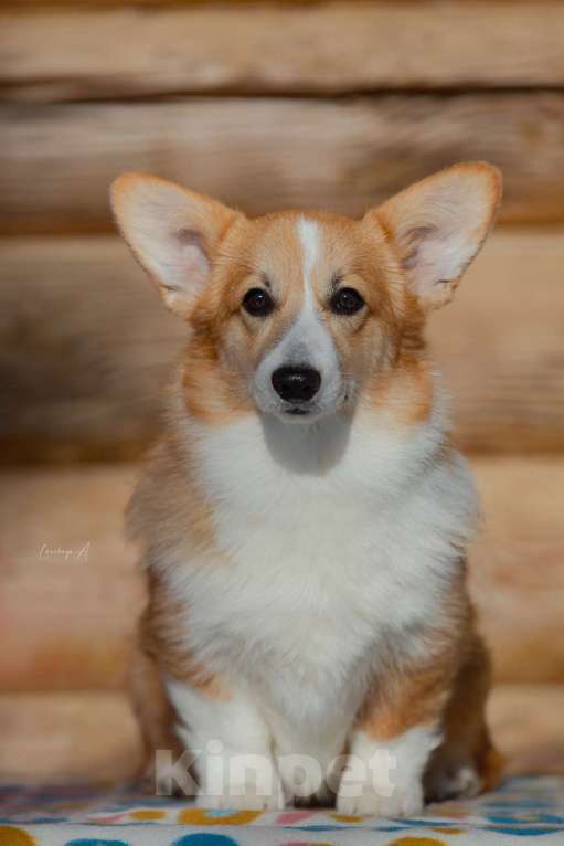 Собаки в Москве: Альмаре Феа Баркарола Девочка, 60 000 руб. - фото 1