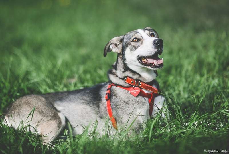 Собаки в Москве: Идеальная диванная собака Ева в приюте. Потеряла надежду найти дом Девочка, Бесплатно - фото 5