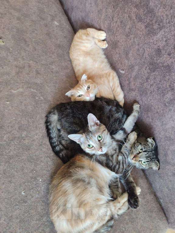 Кошки в Тюмени: Котята в хорошие руки Мальчик, Бесплатно - фото 1