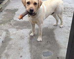 Собаки в Ессентуках: Кабель для Вязки, Бесплатно - фото 3