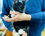 Кошки в Кувшиново: Ласковый котенок, Бесплатно - фото 5