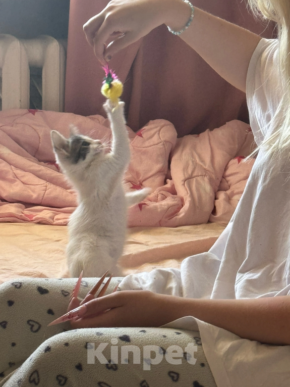 Кошки в Севастополе: Котенок ищет дом Девочка, Бесплатно - фото 2