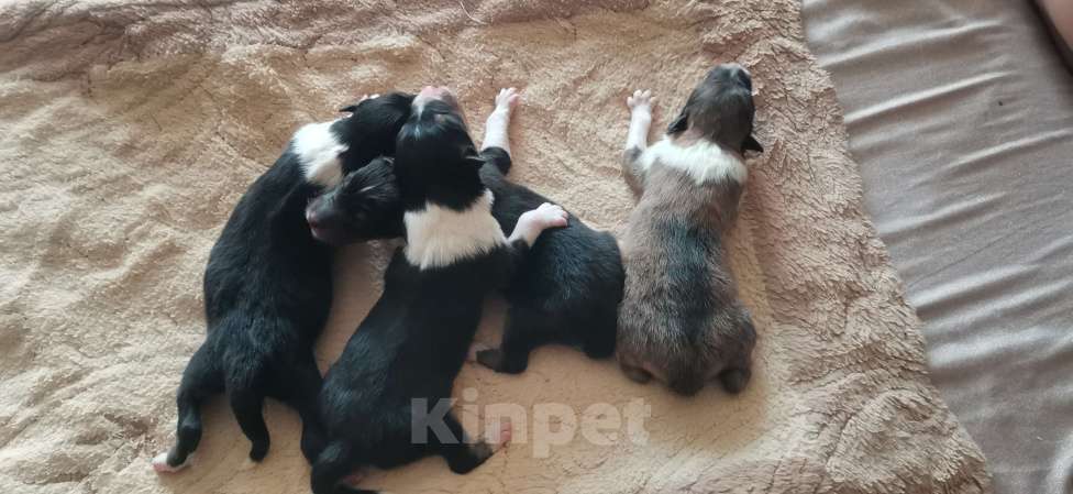 Собаки в Чебоксарах: Щенки колли длинношёрстной Разнополые, 40 000 руб. - фото 2