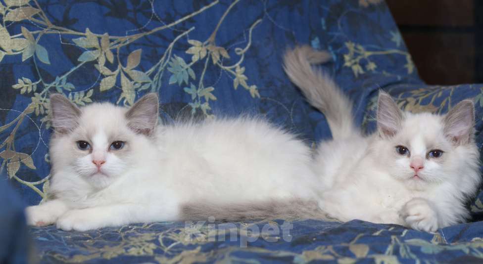 Кошки в Санкт-Петербурге: Рэгдолл Мальчик, 50 000 руб. - фото 4