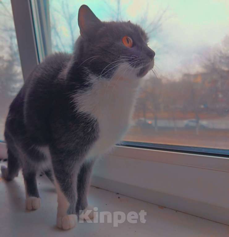 Кошки в Оренбурге: Отдам кошку Девочка, Бесплатно - фото 1