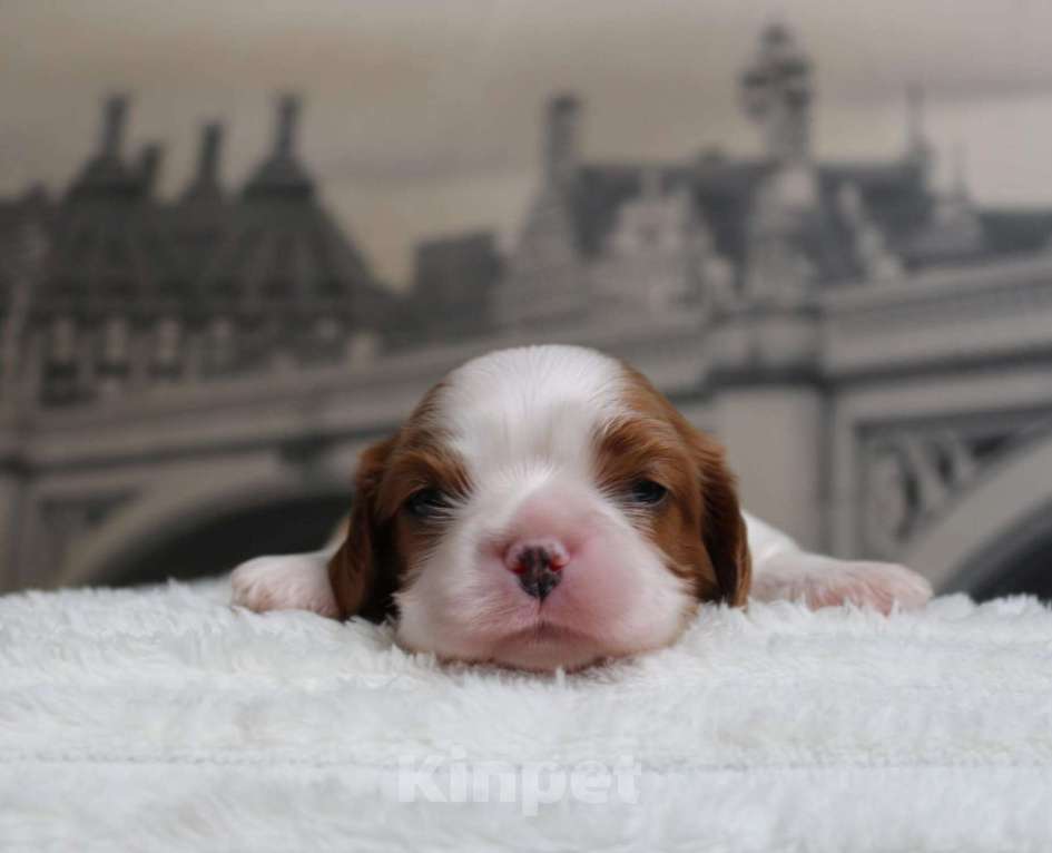 Собаки в Москве: Кавалер кинг чарльз спаниель триколор и бленхейм Мальчик, 80 000 руб. - фото 4