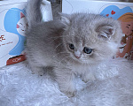 Кошки в Москве: Британский котенок ay11 Девочка, 180 000 руб. - фото 5