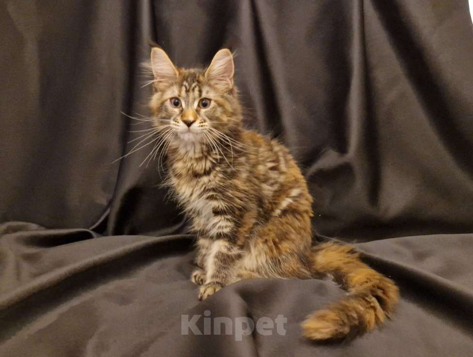 Кошки в Москве: Пресненские котята породы мейн-кун. Ангелина Девочка, 50 000 руб. - фото 2