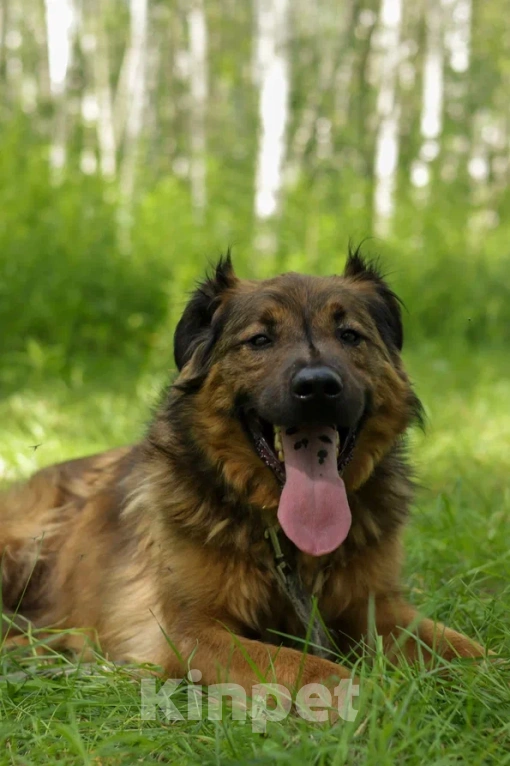 Собаки в Ногинске: Рыже-лохматое солнышко Нильс ищет дом Мальчик, Бесплатно - фото 2