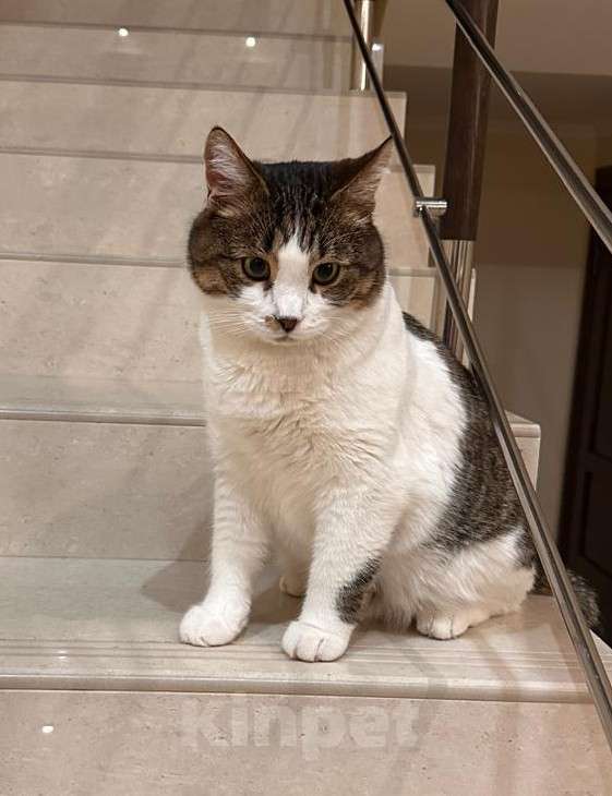 Кошки в Москве: Бывшедомашний и очень ласковый кот Мальчик, Бесплатно - фото 3