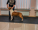 Собаки в Старом Осколе: Вязка. По договору РКФ Мальчик, 50 000 руб. - фото 5