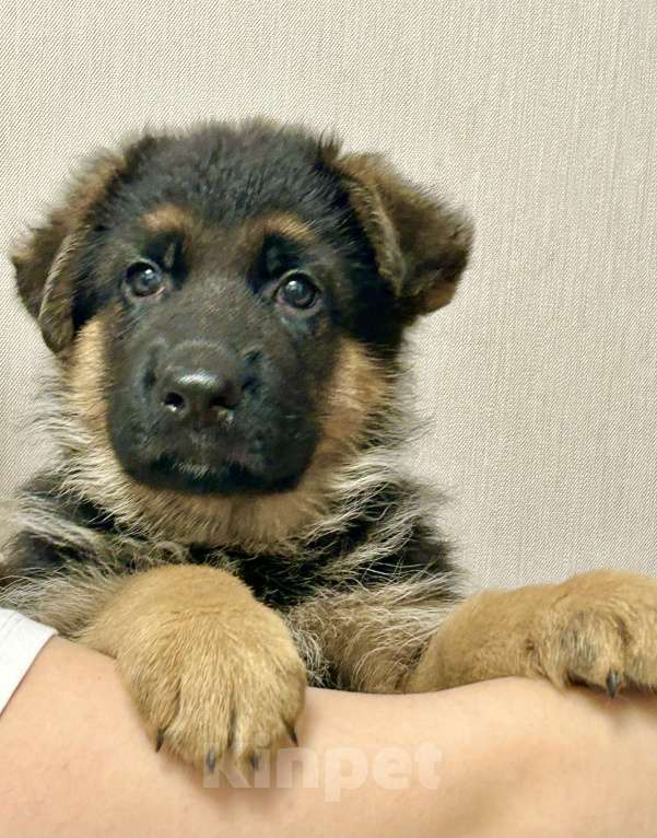 Собаки в Заволжье: Щенки немецкой овчарки с документами Девочка, 50 000 руб. - фото 7