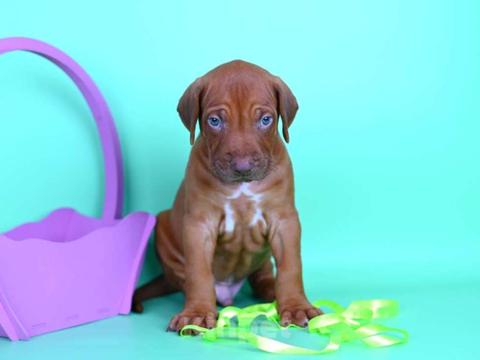 Собаки в Москве: Щенок родезийского риджбека редкого окраса Мальчик, Бесплатно - фото 4