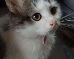Кошки в Москве: метис турецкой ангоры ищет заботливые и добрые ручки Мальчик, 100 руб. - фото 2