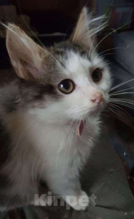 Кошки в Москве: метис турецкой ангоры ищет заботливые и добрые ручки Мальчик, 100 руб. - фото 2