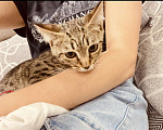 Кошки в Москве: Котенок мальчик  Мальчик, Бесплатно - фото 3