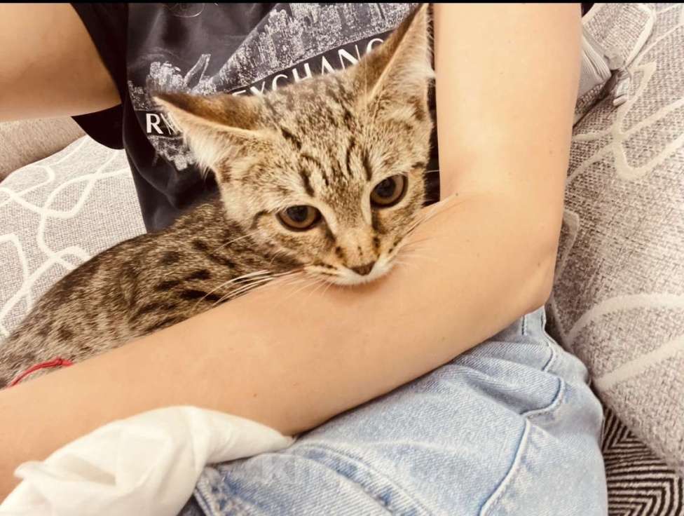 Кошки в Москве: Котенок мальчик  Мальчик, Бесплатно - фото 3