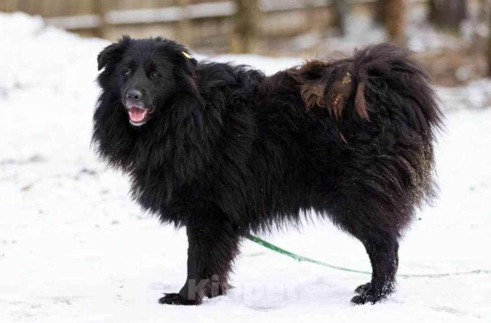 Собаки в Истре: Молодой,ласковый Пух в добрые руки  Мальчик, Бесплатно - фото 2