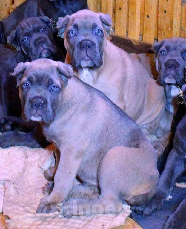 Собаки в Москве: Кане корсо. Мальчик и девочки. Мальчик, 70 000 руб. - фото 6