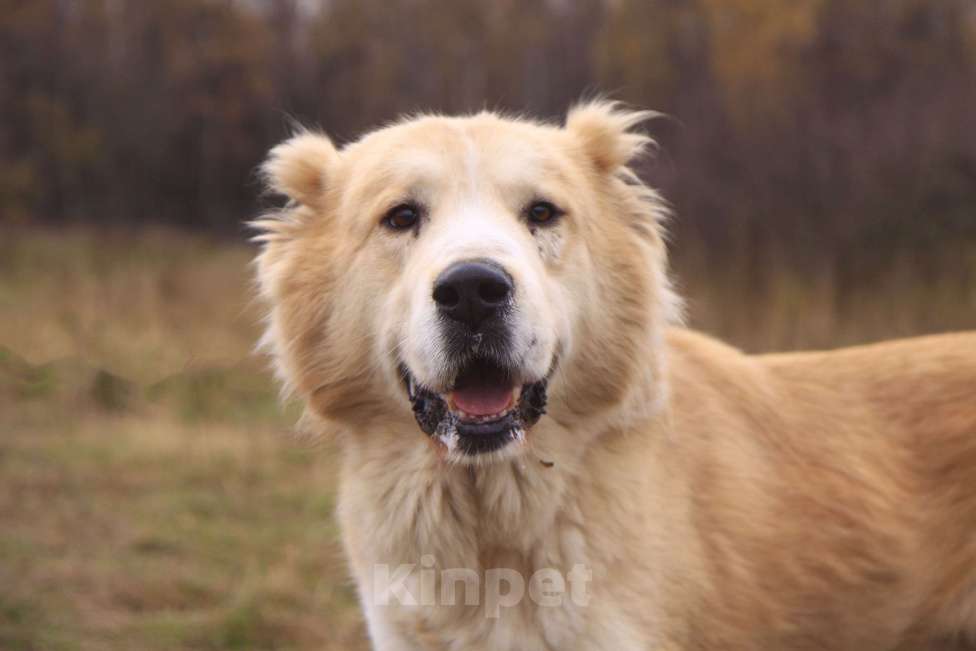 Собаки в Москве: Старк Мальчик, Бесплатно - фото 1
