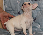 Собаки в Санкт-Петербурге: Белая девочка французский бульдог в палевой шапочке Девочка, 74 000 руб. - фото 9